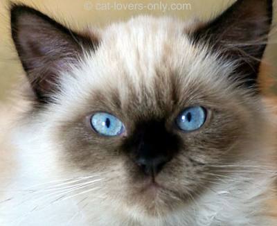 Seal Point Himalayan kitten face