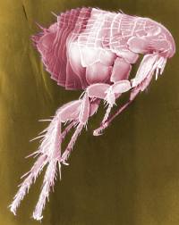 SEM of a flea