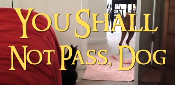 Dog shall not pass