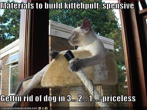 Siamese cat builds kittehpult