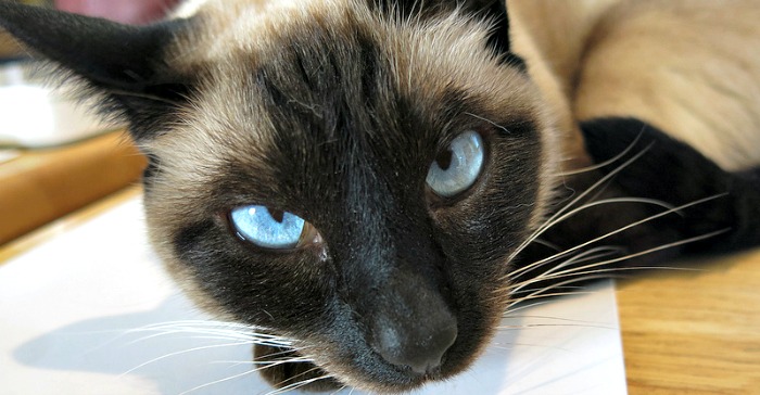 adopt siamese cat near me