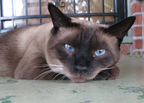 Siamese cat on porch