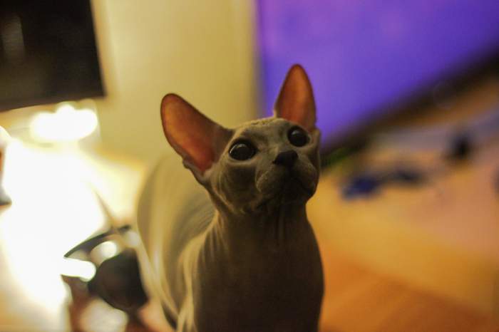 Simba the Sphynx cat