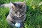 Smokey with his golf ball