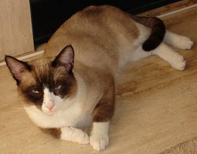Pic of Snowshoe cat
