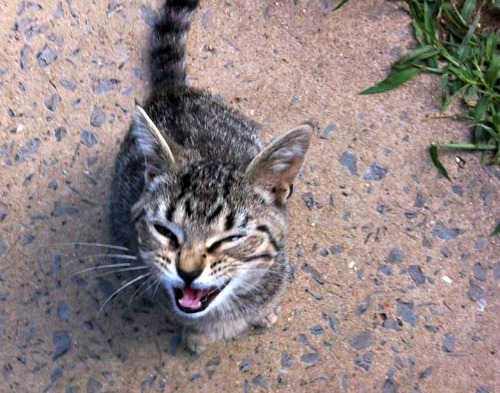 Tabby cat South Newton Township