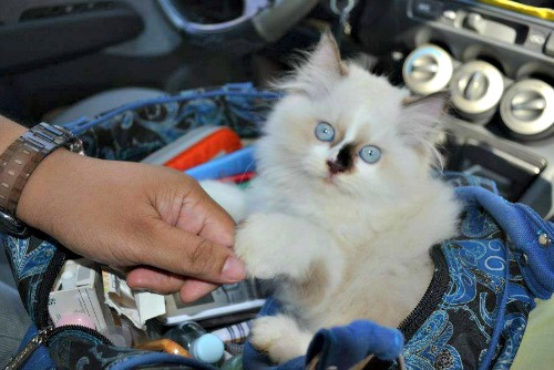 spruwee-ragdoll-kitten