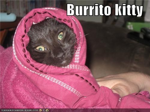 Stylish burrito kitty