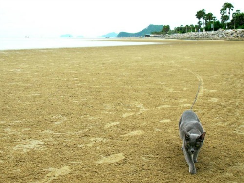 Suki the Korat on the beach