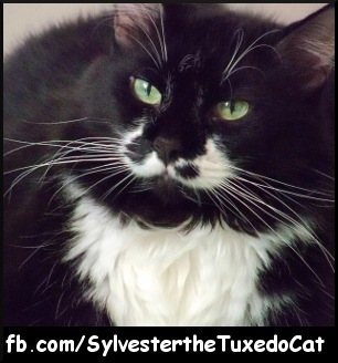 Sylvester the Tuxedo Cat