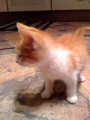 Tigger the Kitten1