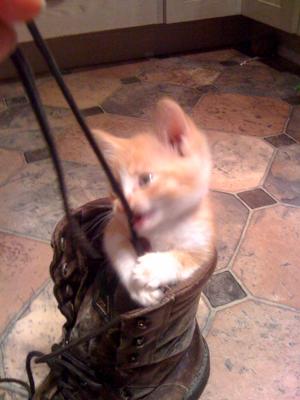 Tigger the Kitten4