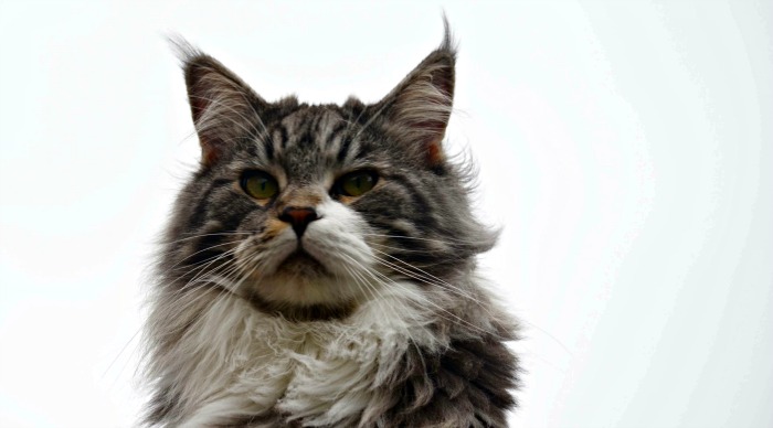 Tabby and white maine coon face
