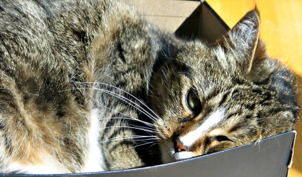 Tabby cat in shoe box