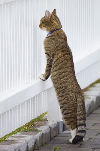 Tabby cat looking through fence