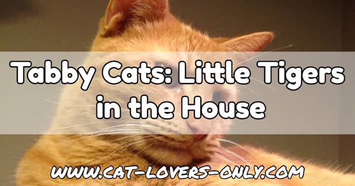 Jazzy the cat with text overlay Tabby Cats: Little Tigers in the House