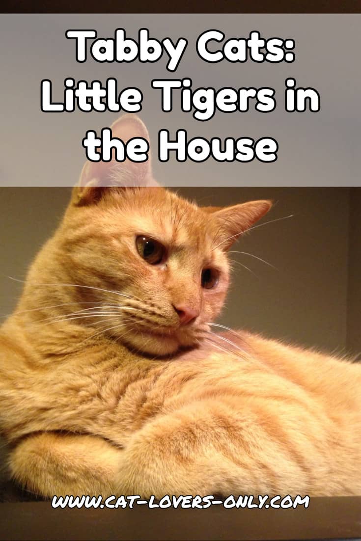 Tabby Cats: Little Tigers in the House