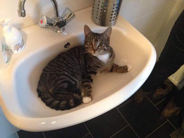 Tabby in the sink