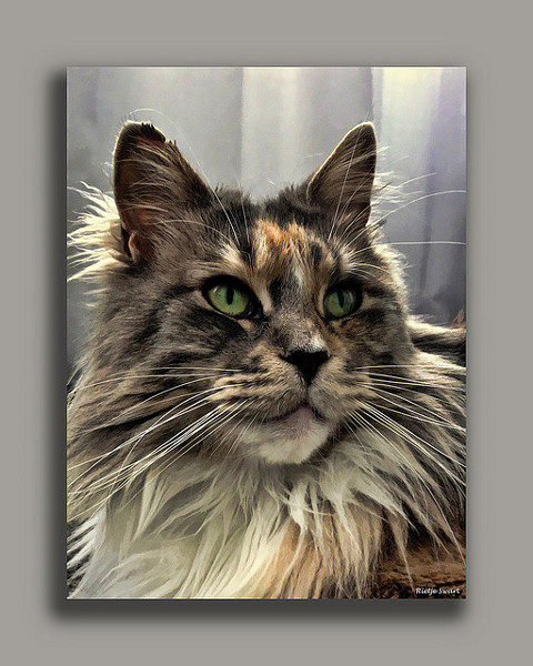 Tabby Maine Coon