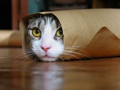 Tabby purrito in thin paper