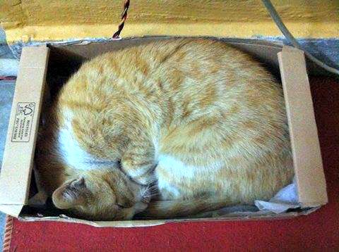 Orange tabby sleeping in a box