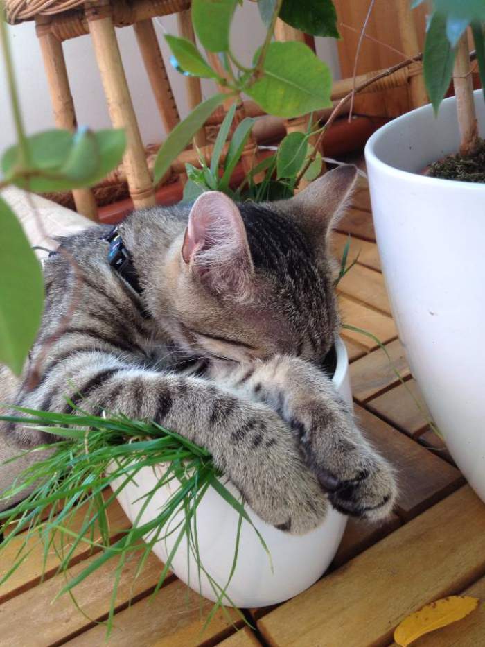 Tabby sleeping on plant