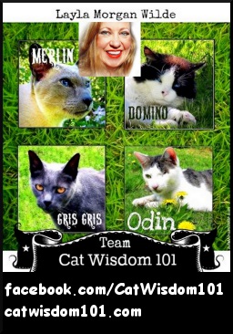 Cat Wisdom 101