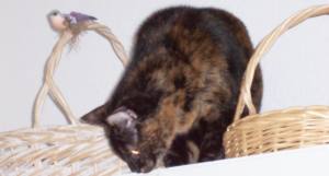 Teddie cat between baskets