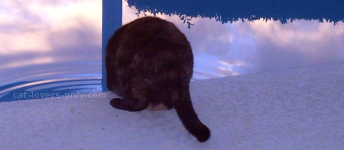 Teddie cat drinking water from the pool