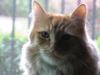 Henley Martin, Maine Coon