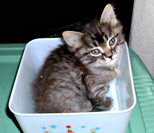 Thor in the cat trap looking cute