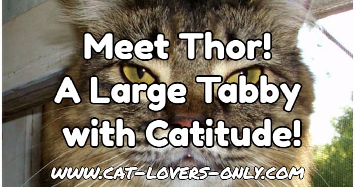 Thor the tabby with text overlay Meet Thor! A Large Tabby with Catitude!