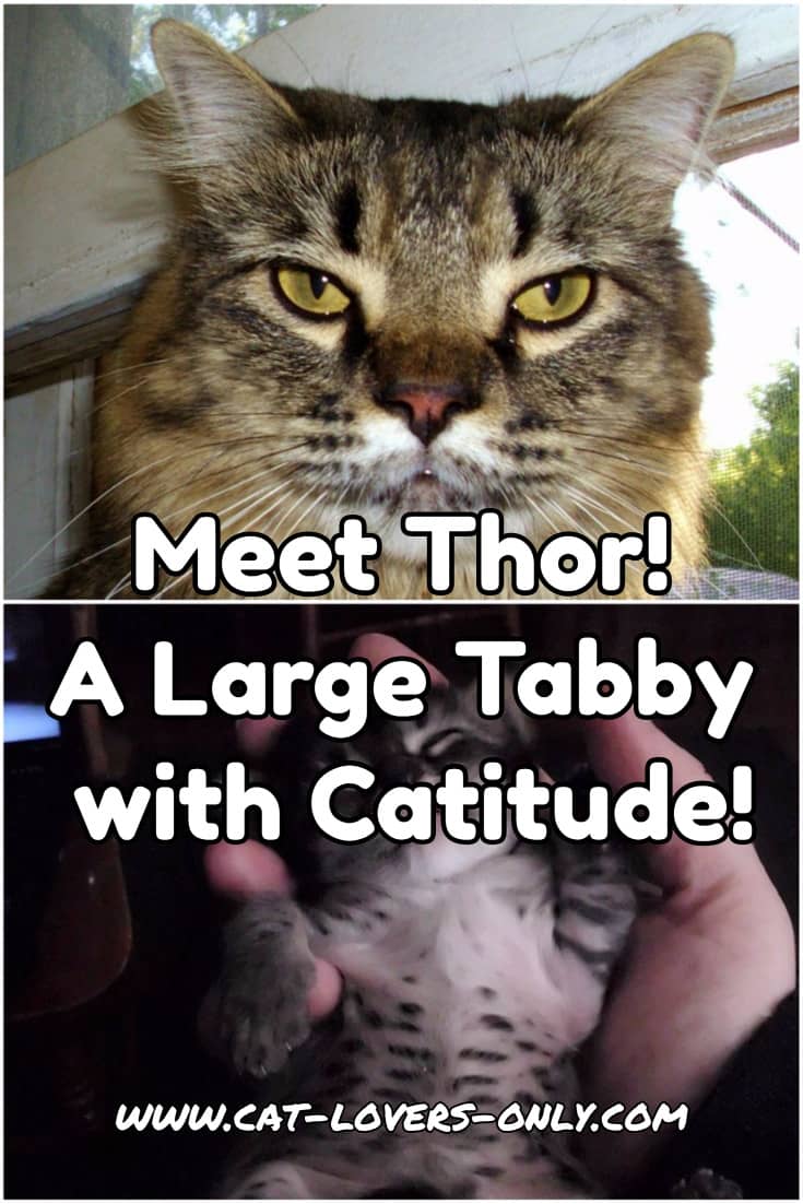 Thor the tabby with text overlay Meet Thor! A Large Tabby with Catitude!