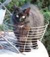 Basket Case!