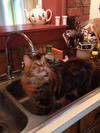 Sophie in the sink