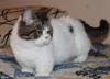 Lomax brown tabby and white