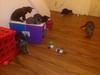 Kitten room