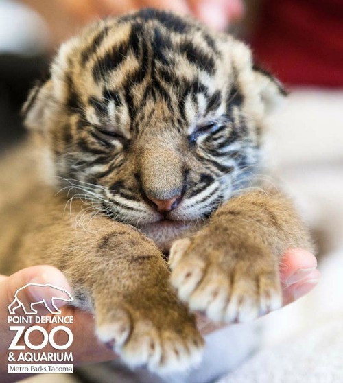 Tiger cub at Point Defiance Zoo