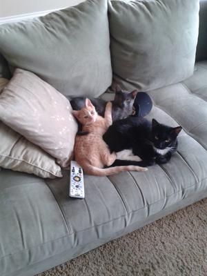 Family photo of Milo Tux Tux and T.J. (T.J. is the orange tabby)