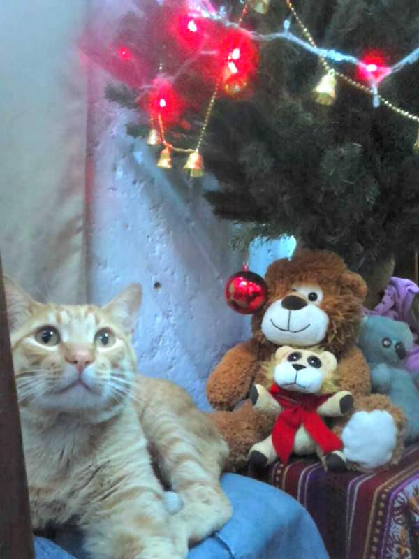 Tito the tabby and the Christmas tree