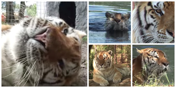 TJ the Tiger on vacation at Big Cat Rescue