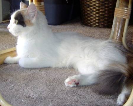 Tortie and White Turkish Van Cat