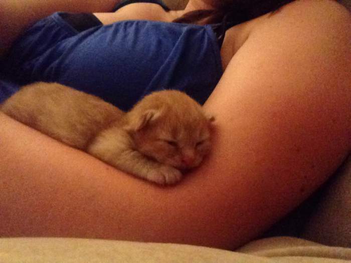 Weasley kitten at 2 weeks