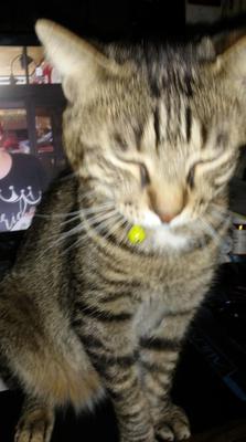 arm and hammer cat litter arm and hammer cat litter