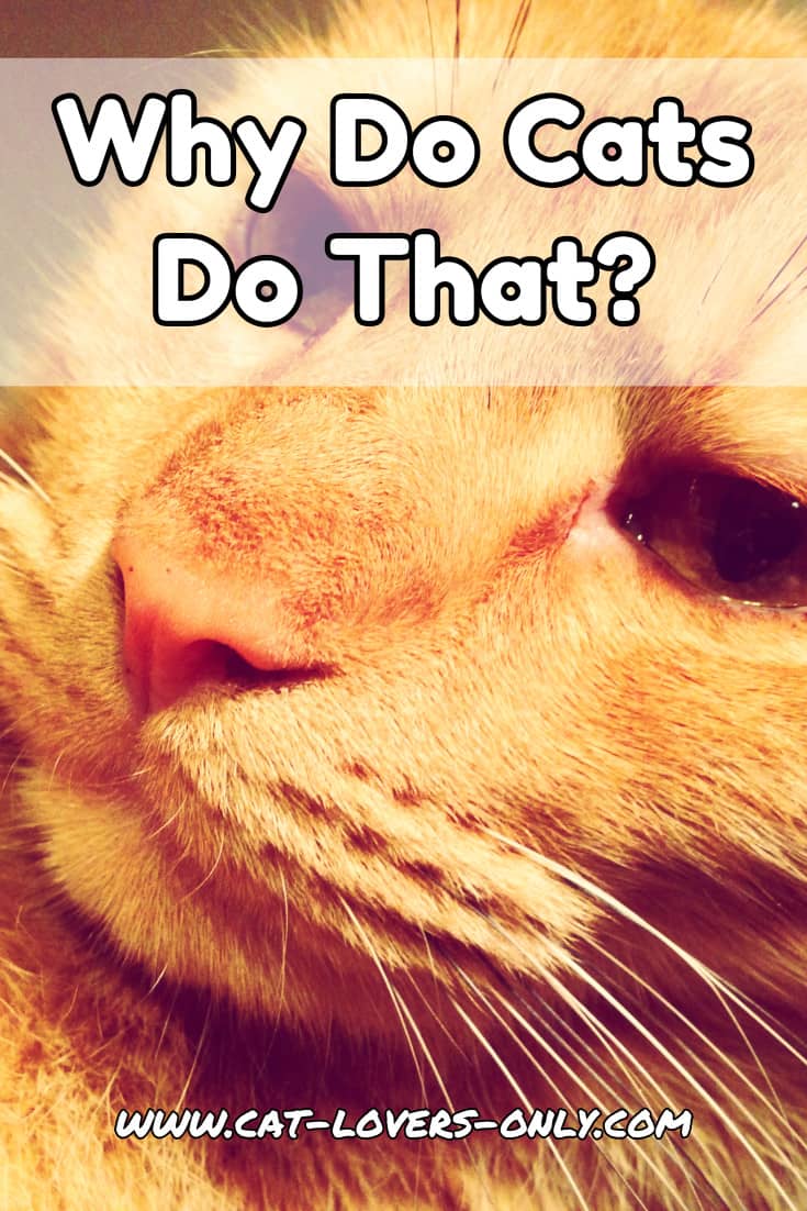 Jazzy the cat's face with text overlay Why Do Cats Do That?
