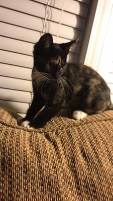 Abigale is playing on my bed. She seems to be calm and relaxed in the house. She doesn’t seem to be saddened now about Andy being gone at all.