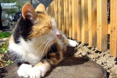 Calico Cat Mourns Tree