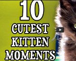 10 cutest kitten moments with Marmalade and Cole