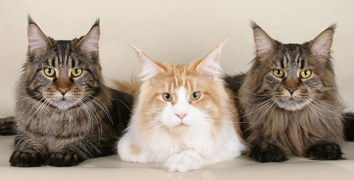 3 Maine Coons.