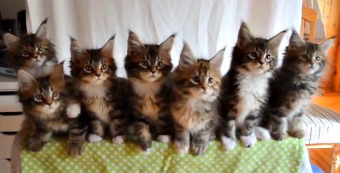 7 Main Coon kittens passed this test